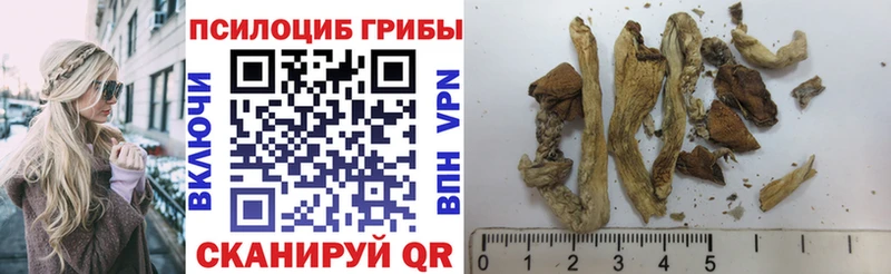 Галлюциногенные грибы Psilocybe  цены наркотик  Кирово-Чепецк 